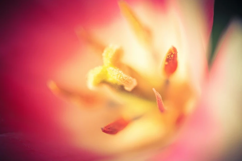 close up of flower with bright lighting and red color