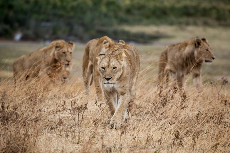 a couple of lions are walking in some tall grass