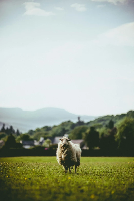 a sheep standing on top of a lush green field