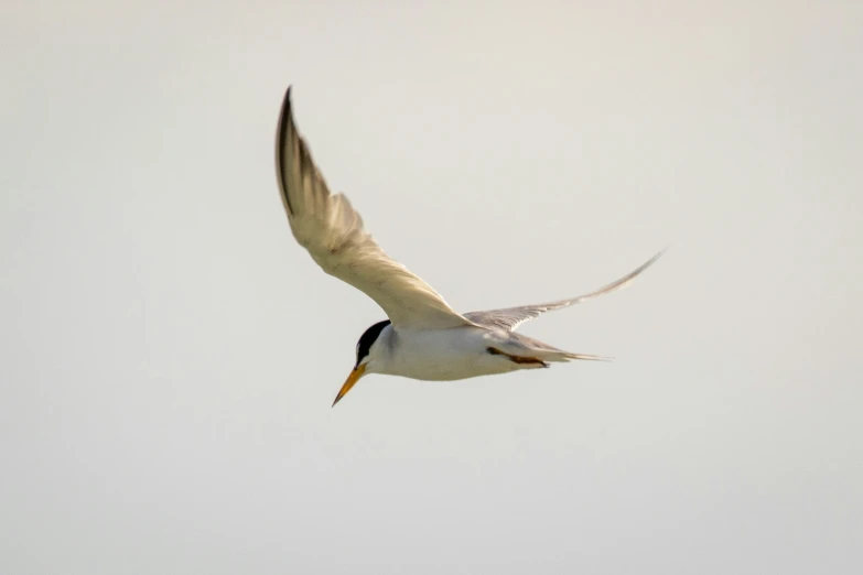 a large white and black bird flying through the air