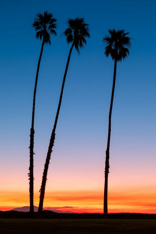 three palm trees with sunset in the background