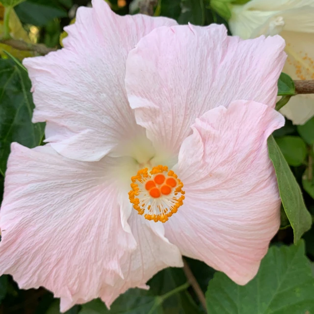 pink flower with yellow center and green leaves