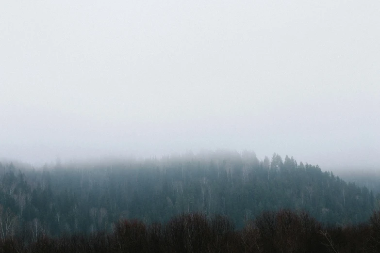 trees are silhouetted against a low, mist - filled mountain