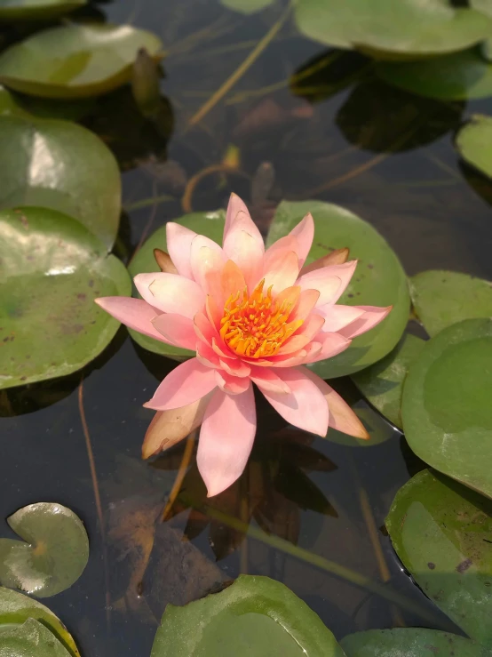 there is a pink flower that is in the water