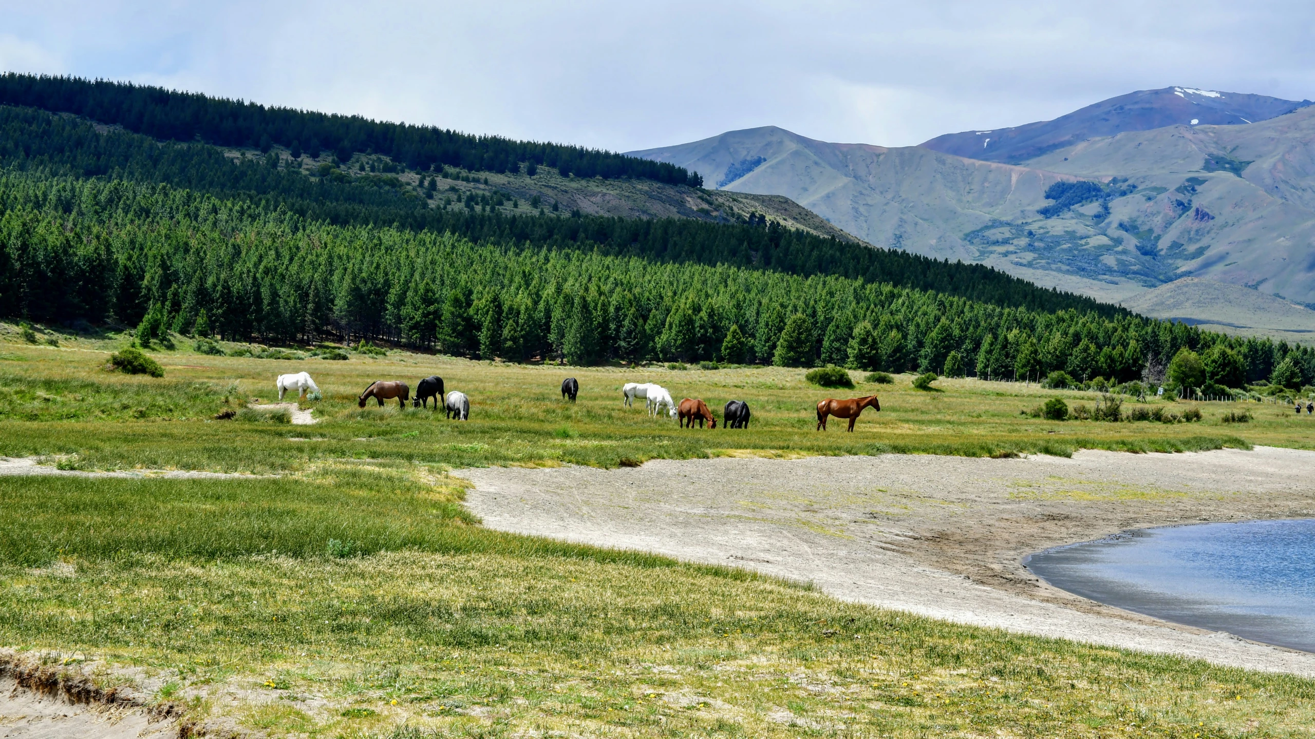 several horses grazing in a mountain field with the lake below them