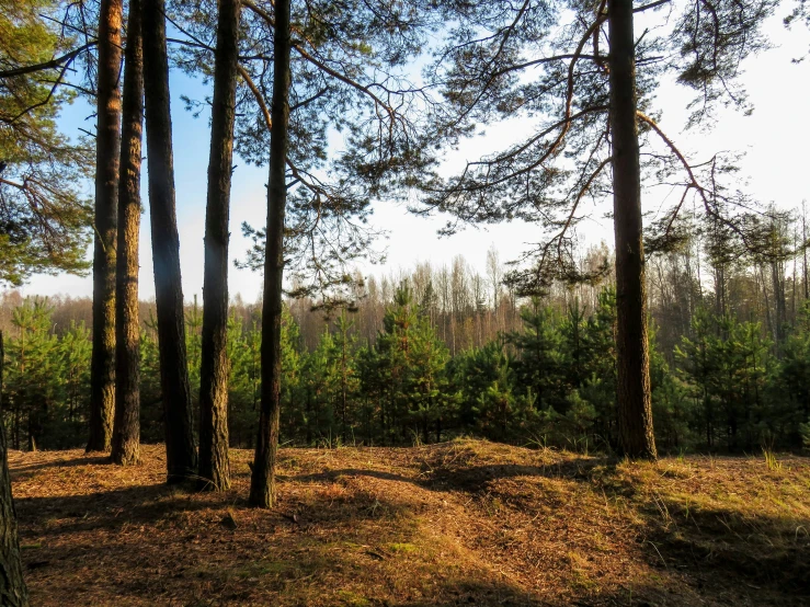 trees and dirt in the middle of a grassy field