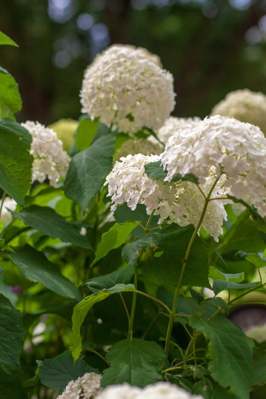 a bush with lots of white flowers on it