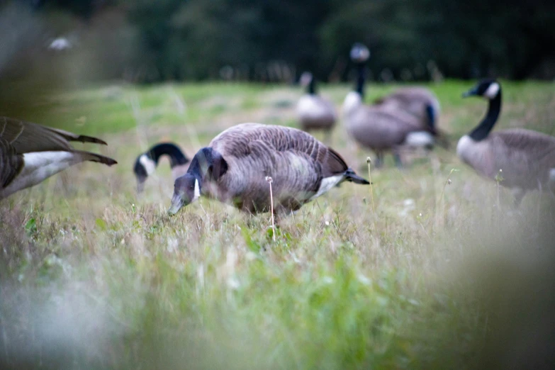 a group of ducks are in the grass