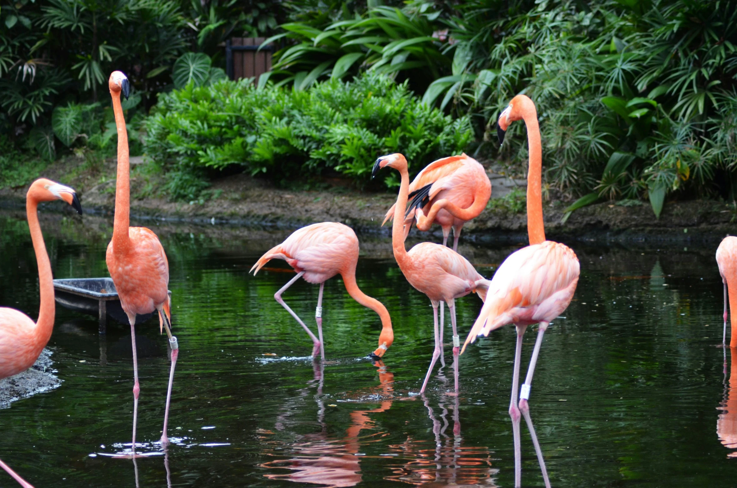 four flamingos stand in shallow water near some plants