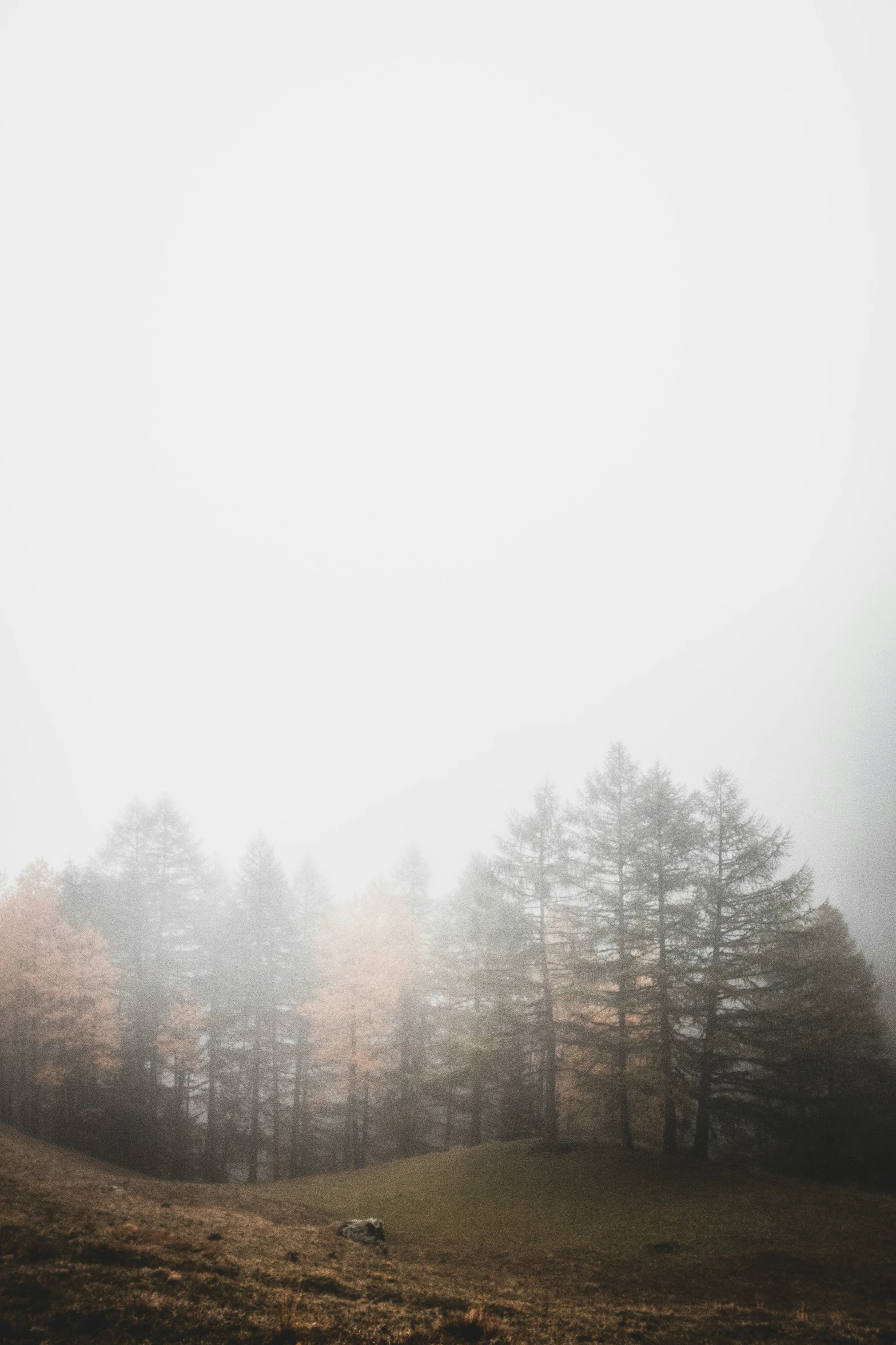 a foggy field filled with tall trees