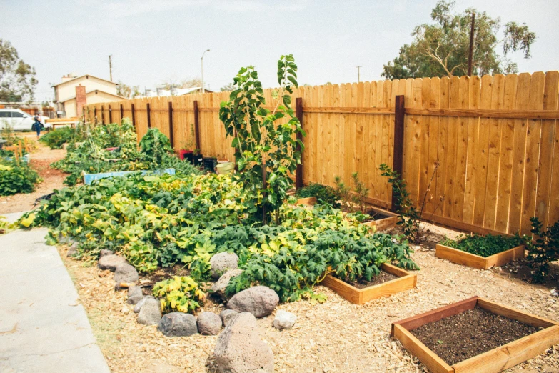 an area with many different types of vegetables