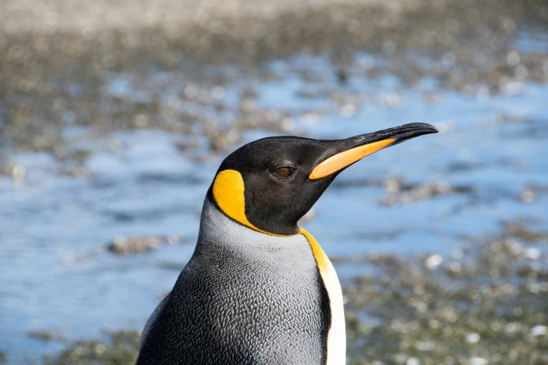 an image of a penguin with yellow on its head