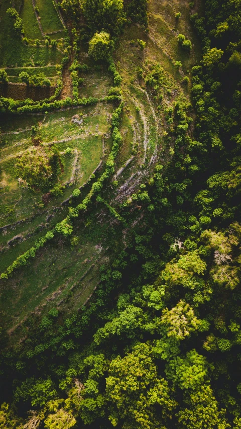 an aerial s of the woods in green