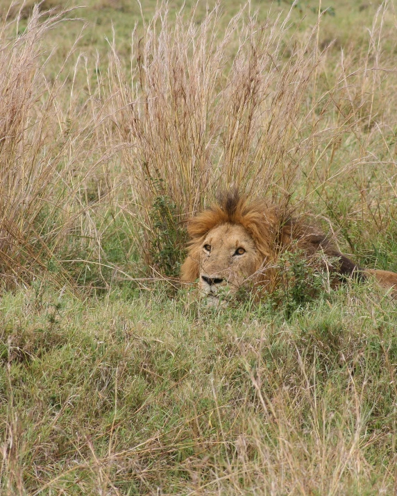 lion resting in the shade of a bush looking