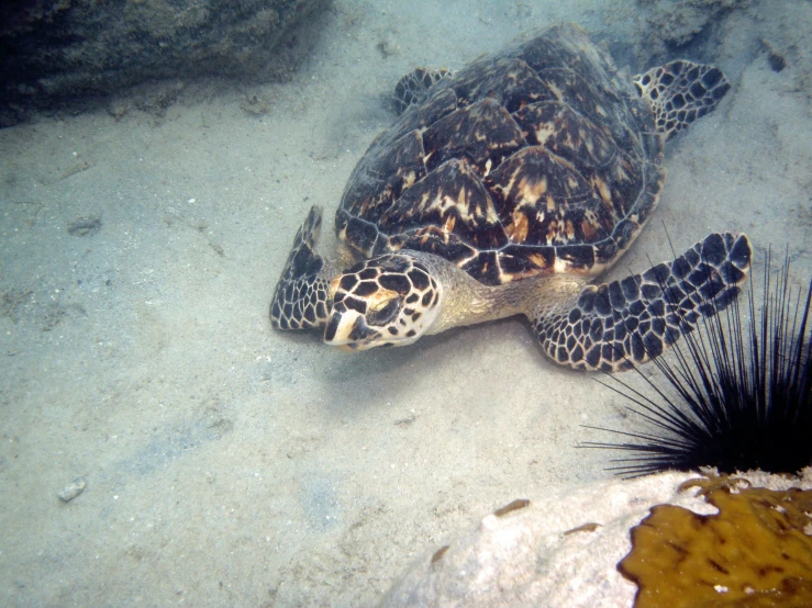 a large turtle laying on top of a sandy beach