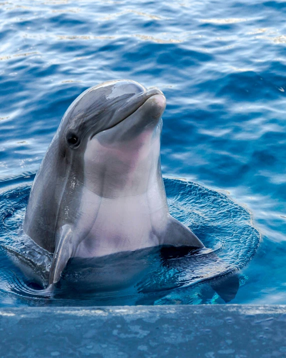 a dolphin is out in the water by himself