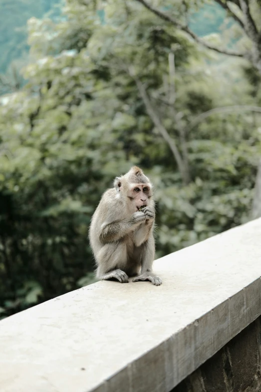 a small monkey is sitting on a ledge