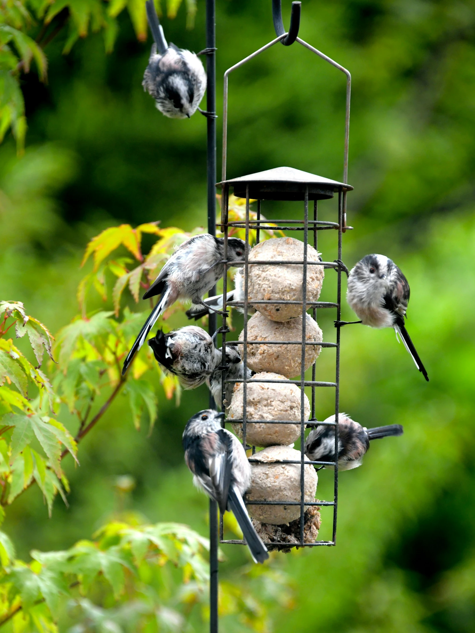 several birds eating from a metal bird feeder