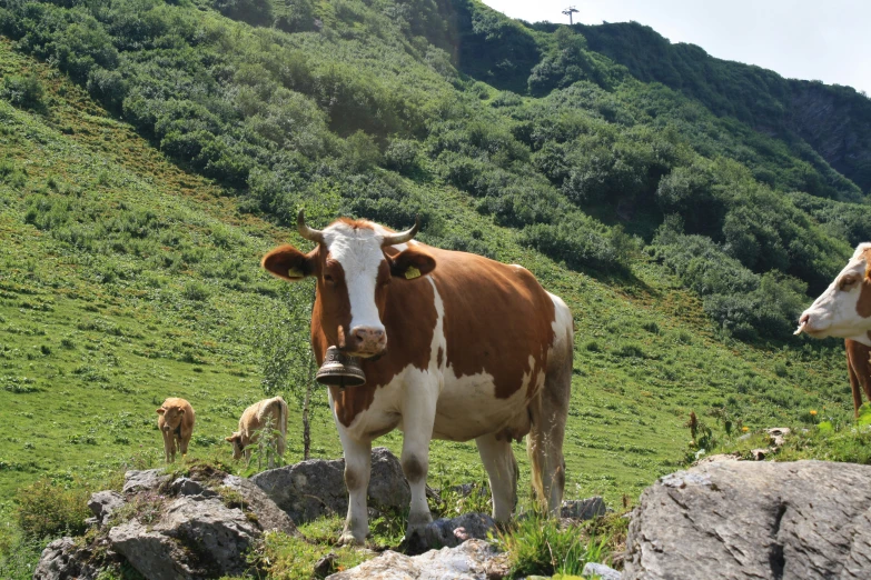 some brown and white cows grazing on green grass