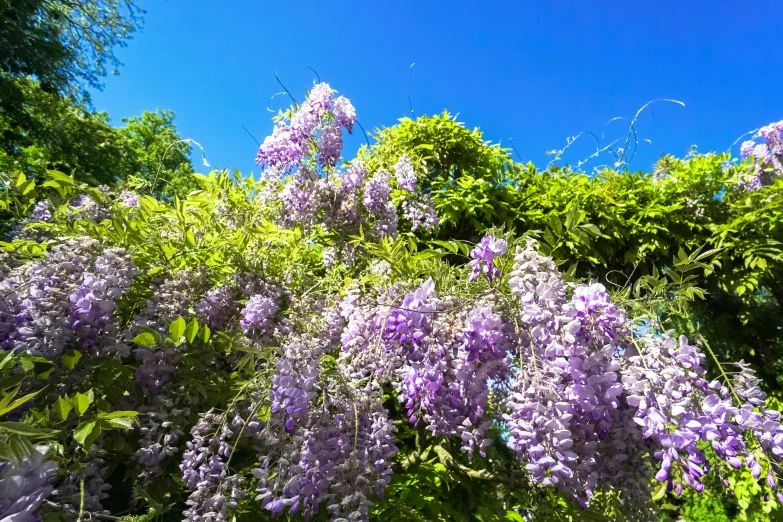 purple lilacs in the bushes and green foliage