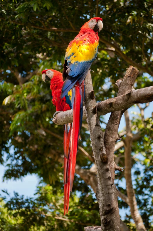 two parrots are sitting on a tree nch