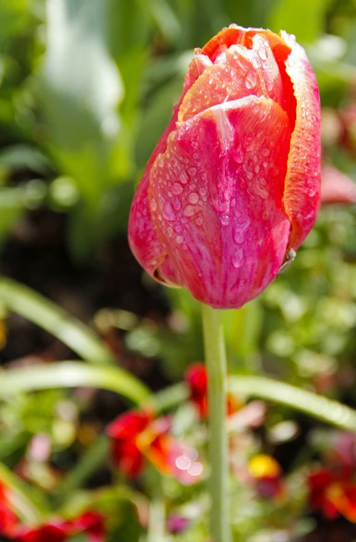 a tulip with drops of water on it in a garden