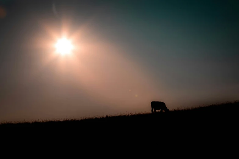 a sun is shining over an animal that is in the distance