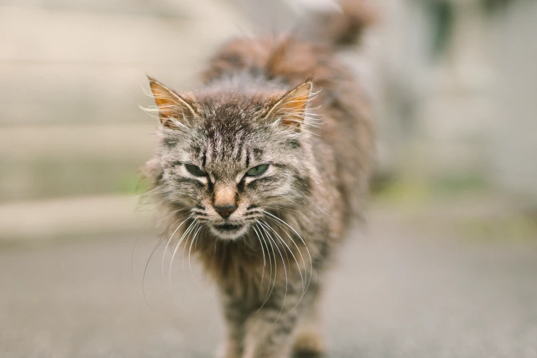 this cat is walking on the road towards the camera