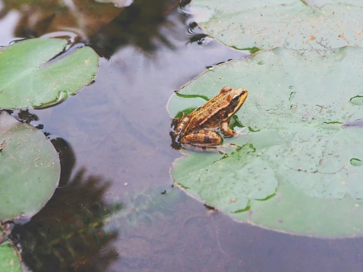 a frog in some water sitting on leaves