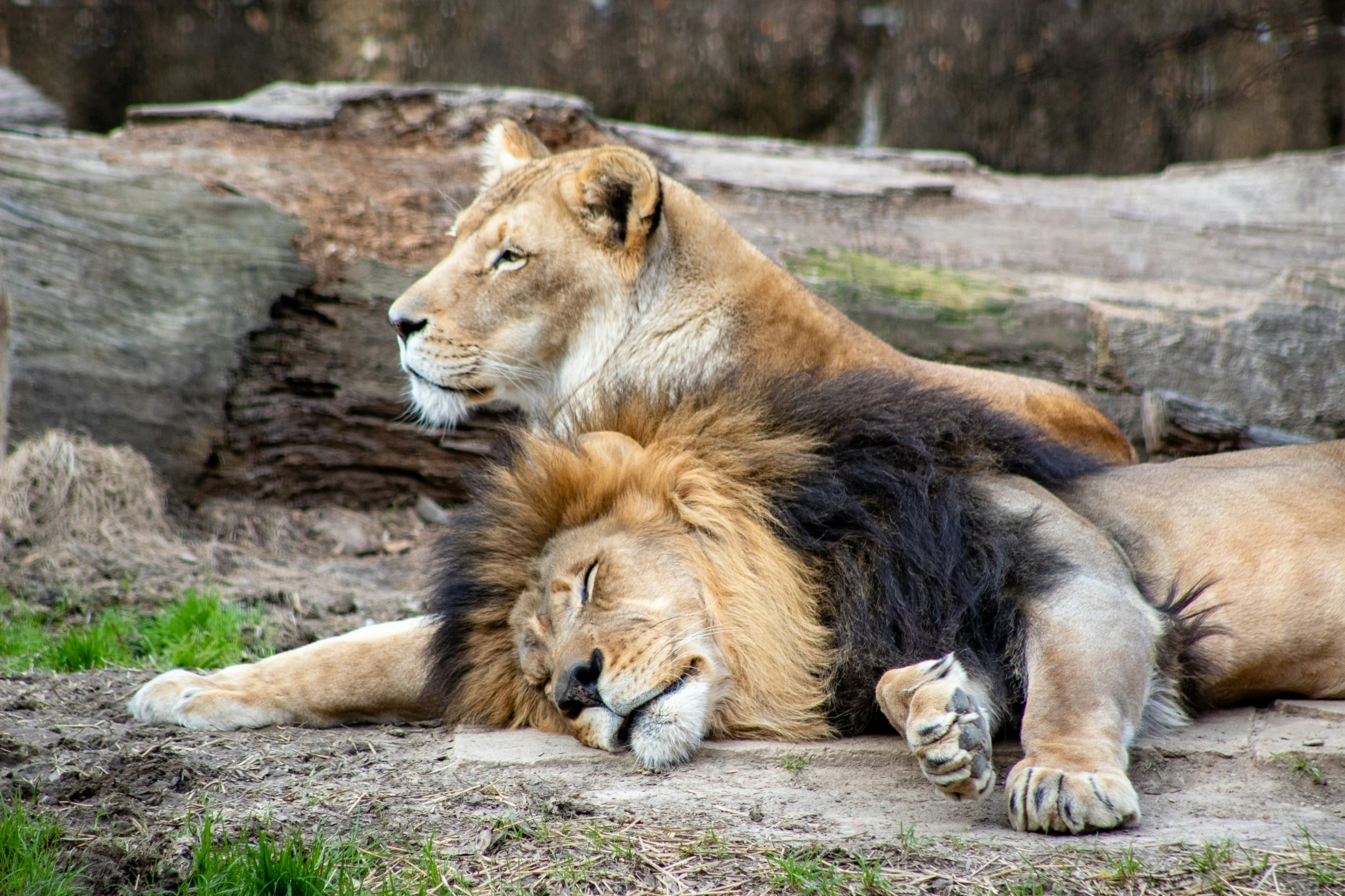 two lions lying on the ground sleeping