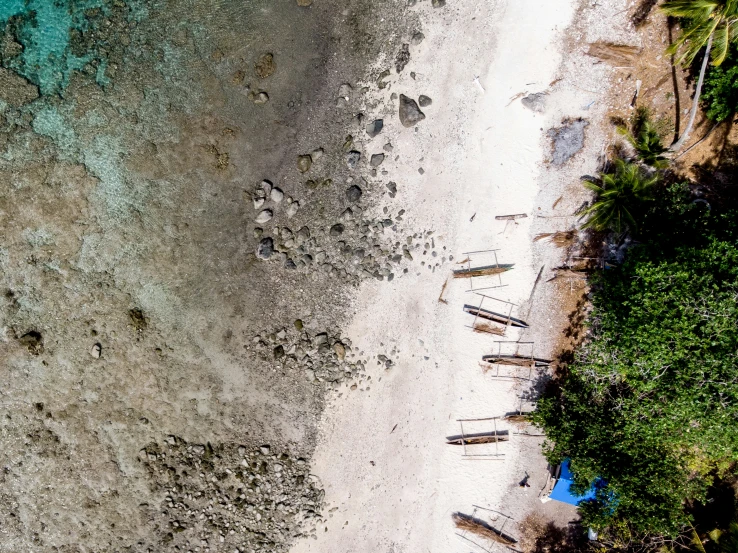 a beach with several trees near the water