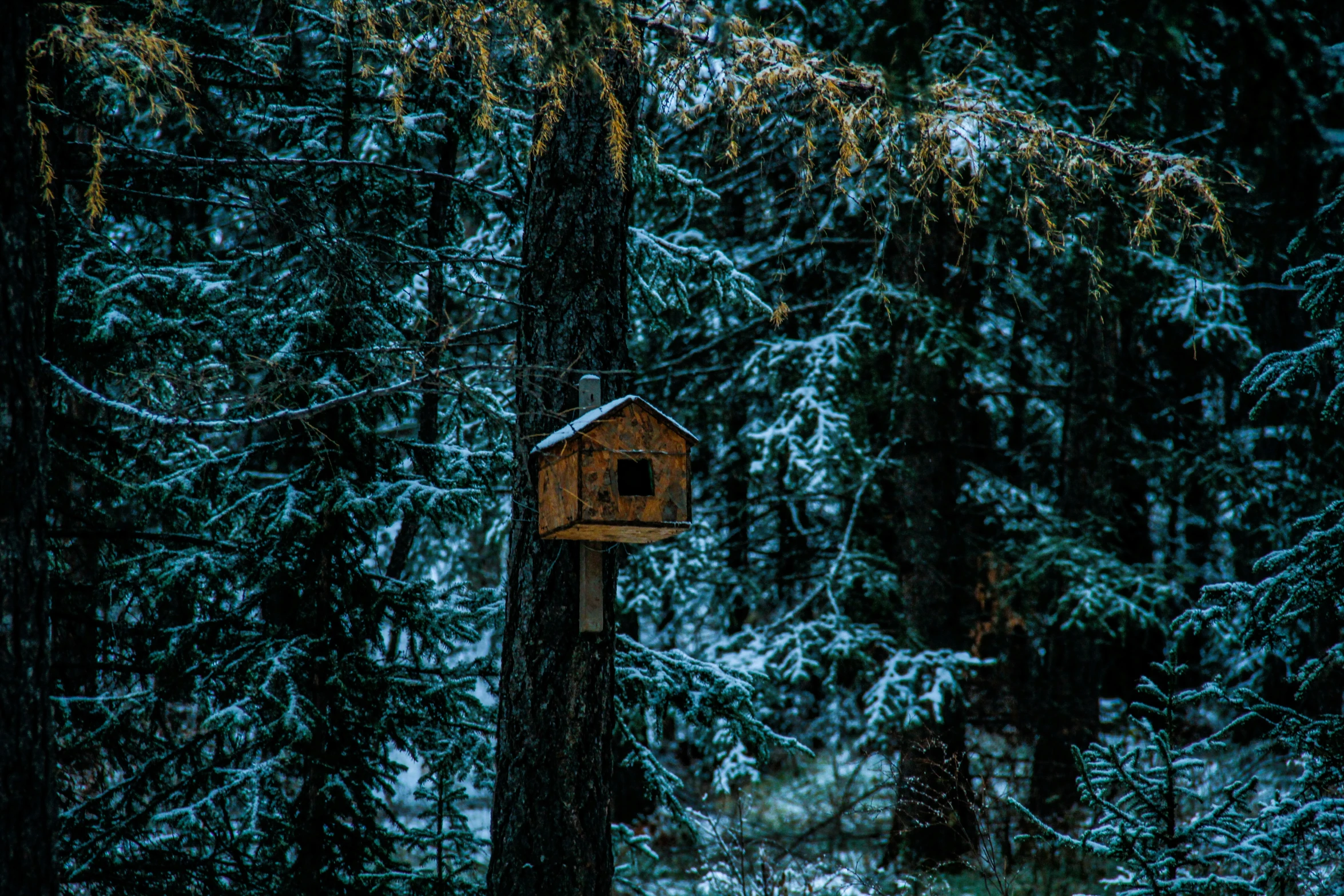 a bird house is surrounded by snow covered trees