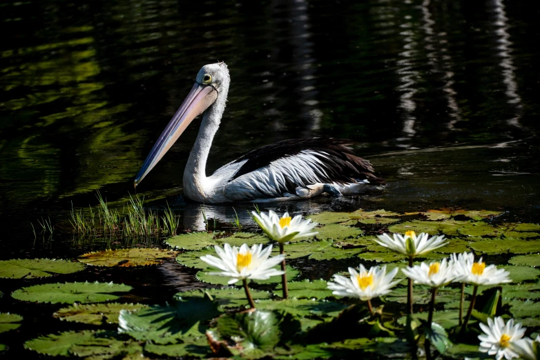 there is a pelican in the water near some flowers