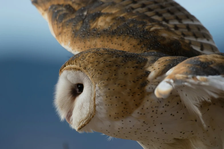 an owl with white and black eyes has one wing extended