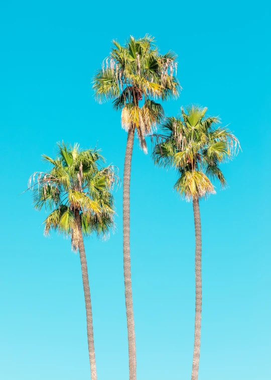 three tall palm trees with clear blue sky in the background