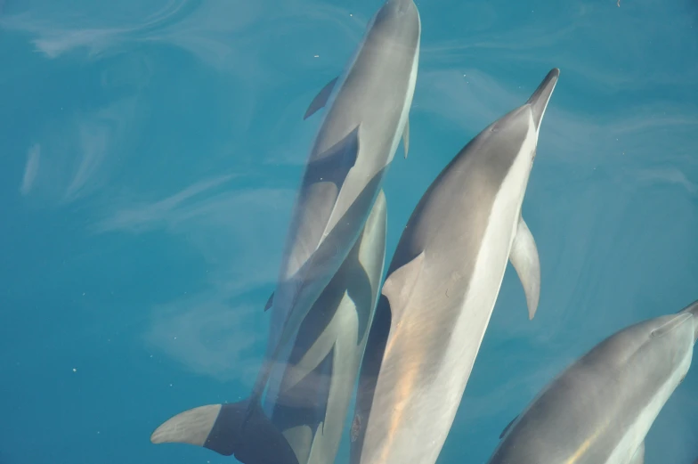 a bunch of dolphin are swimming close together