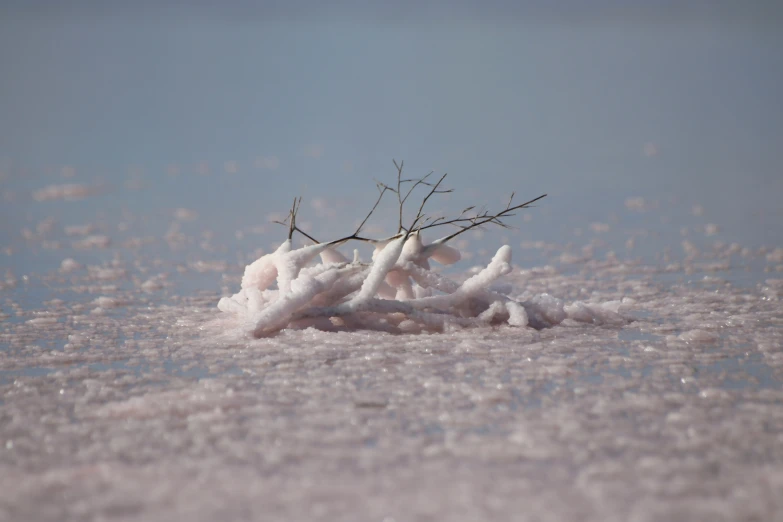 the nch of this plant is surrounded by thin, white frost