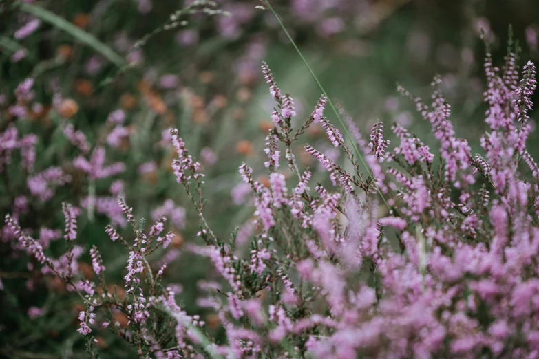 closeup s of purple flowers in the foreground