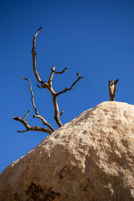 a bird is standing in a tree near a hill