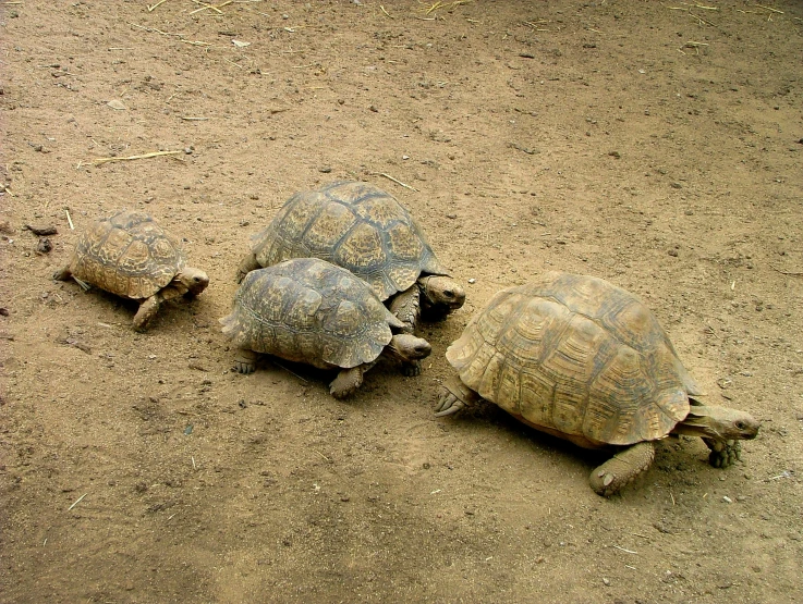 three turtles moving on one side in an open area