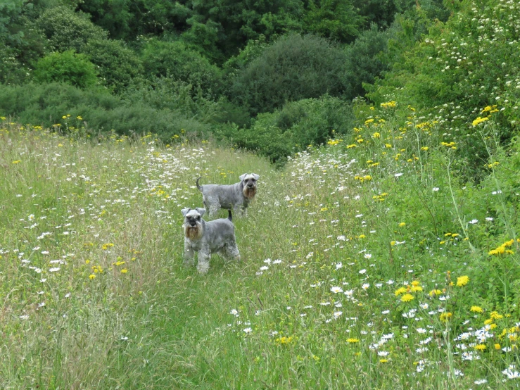 two gray dogs are standing in a field