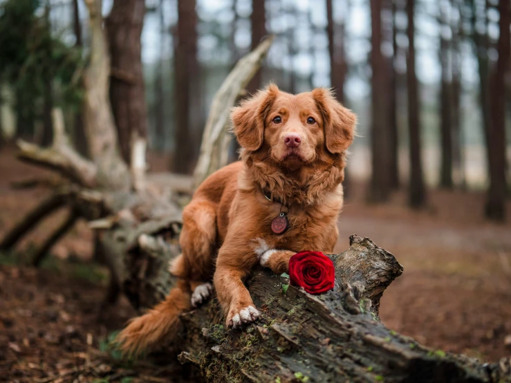 a brown dog sitting on a tree trunk