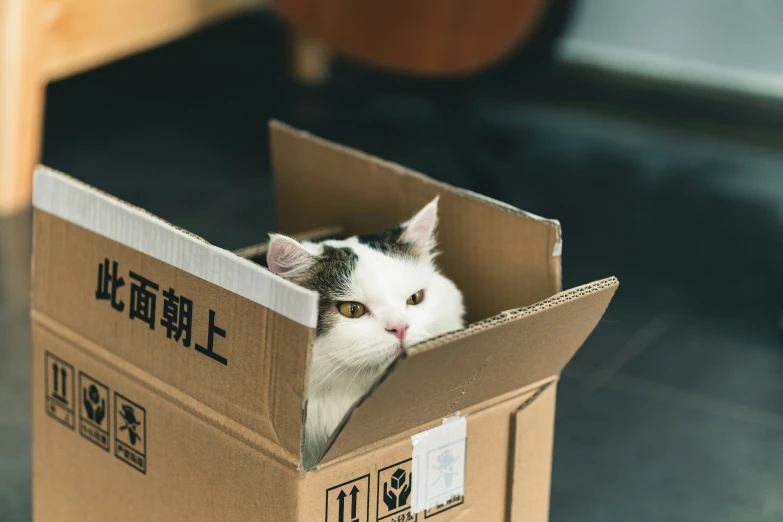 a cat peers out from inside an open cardboard box