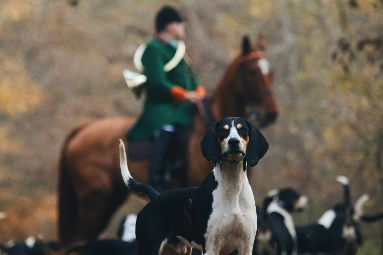 a beagle and another dog stand at the foot of two hunting hounds