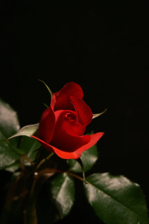 red rose with green leaves on black background
