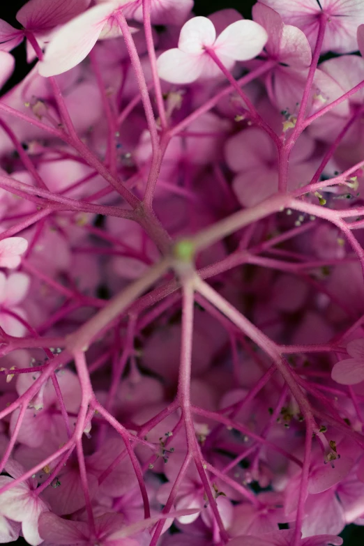 a view of the center of a flower looking up at it's petals