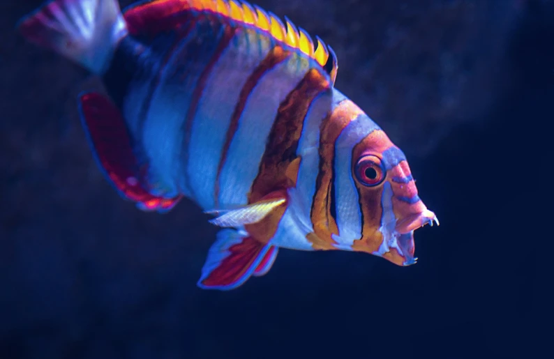 a striped tropical fish is swimming in the water