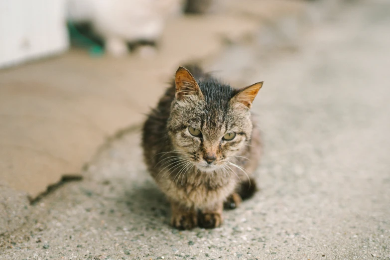 a black grey and white cat on a sidewalk