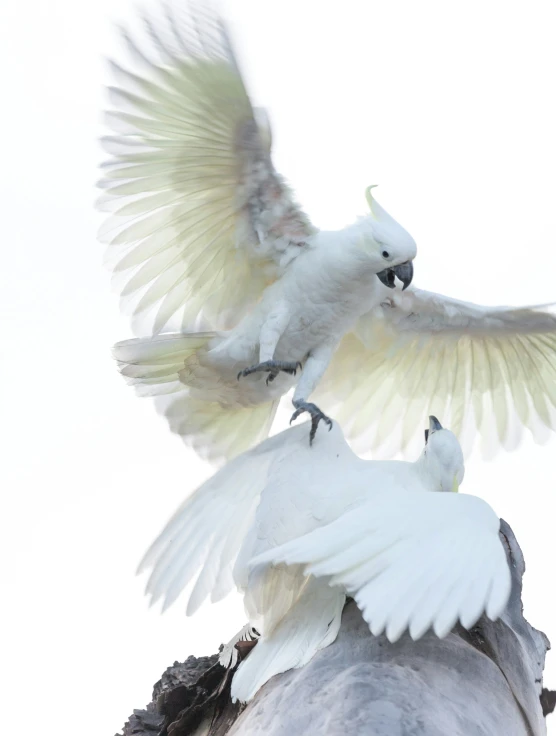 two white birds are flying close together