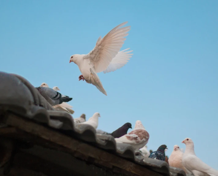 several pigeons flying and landing on roof of building